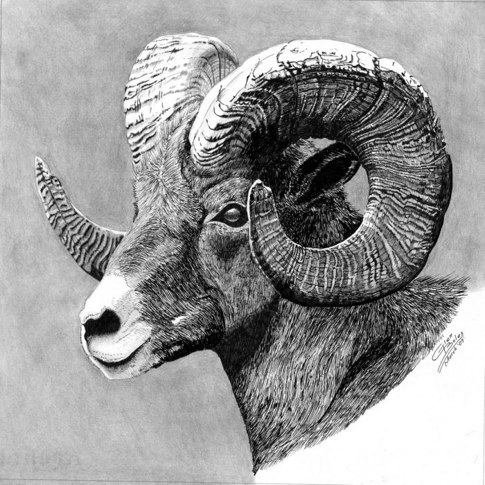 Drawing - Bighorn Ram
