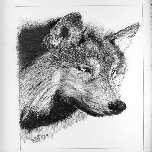 Drawing - Canis Lupus