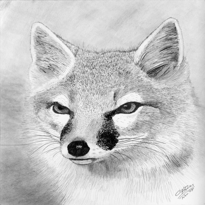 Drawing - Swift Fox