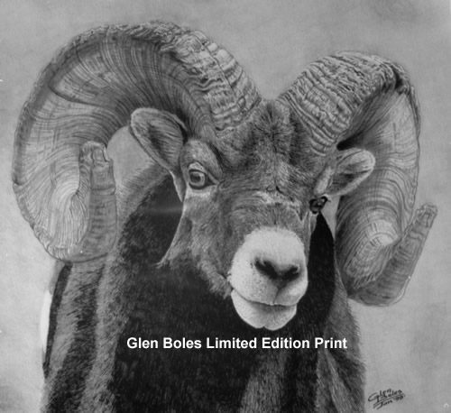 Drawing - Bighorn Ram - From View